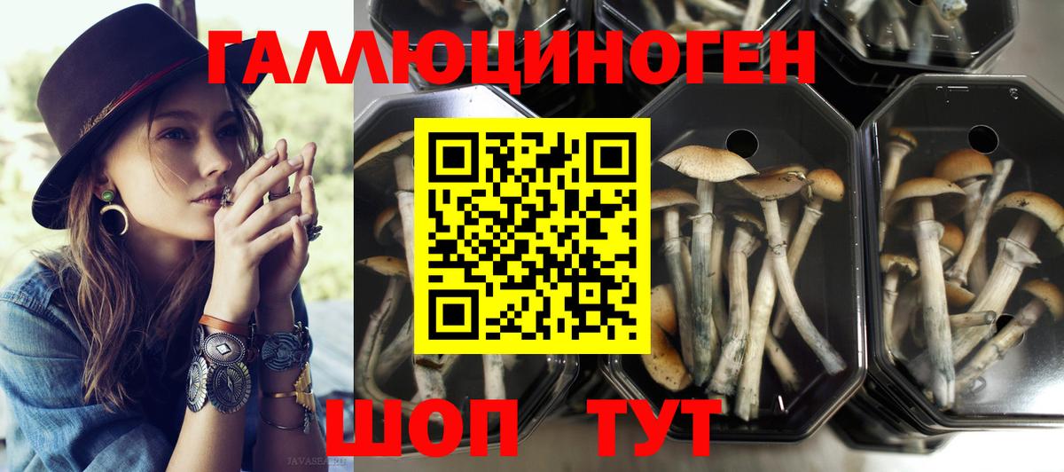 Сосновоборск  Псилоцибиновые грибы прущие грибы  Вход с VPN 